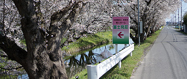 富士見荘の前の桜並木