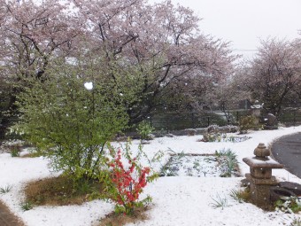 デイ・雪+桜